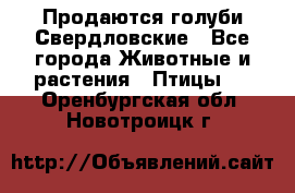 Продаются голуби Свердловские - Все города Животные и растения » Птицы   . Оренбургская обл.,Новотроицк г.